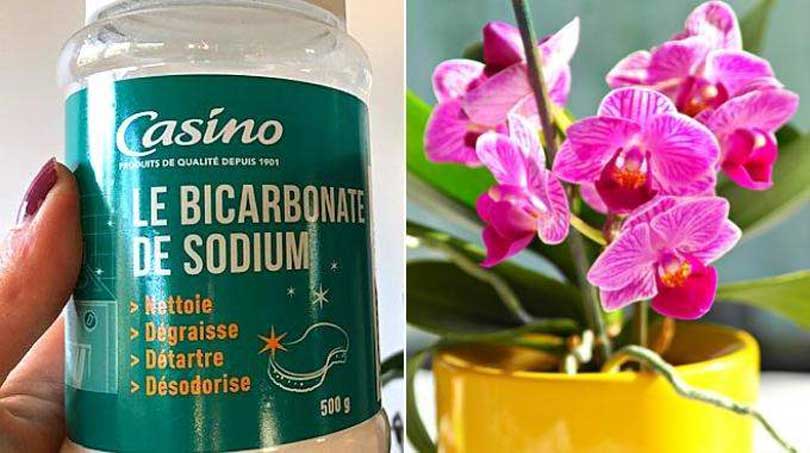 4 Bonnes Raisons de Mettre du Bicarbonate Dans Vos Orchidées.