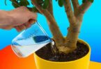 Comment préparer une eau vitaminée pour vos plantes ? Elles pousseront comme jamais auparavant