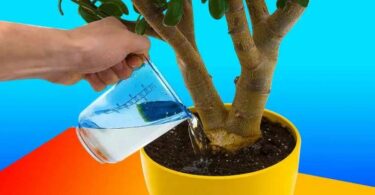 Comment préparer une eau vitaminée pour vos plantes ? Elles pousseront comme jamais auparavant