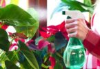 Pourquoi faut-il vaporiser les plantes d’intérieur avec de l’eau et du vinaigre ? Une astuce peu connue