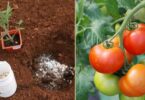 Mettez ces 8 ingrédients dans la terre pour faire pousser de superbes tomates rapidement!