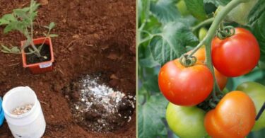 Mettez ces 8 ingrédients dans la terre pour faire pousser de superbes tomates rapidement!