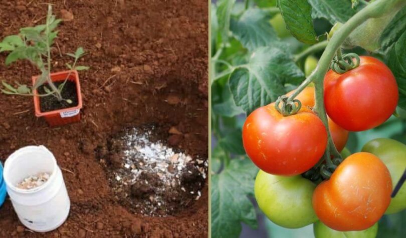 Mettez ces 8 ingrédients dans la terre pour faire pousser de superbes tomates rapidement!