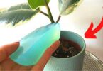 Vacances : Fabriquez du Gel d'Arrosage en 2 Min Pour Arroser Vos Plantes.