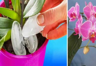 Versez des glaçons sur vos orchidées : l’astuce géniale des jardiniers expérimentés