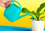 Vous partez en vacances ? L’astuce facile pour arroser vos plantes pendant votre absence