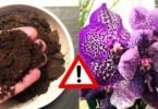Est-Ce Que le Marc de Café Est Bon Pour les Orchidées ?