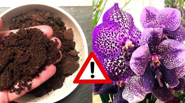 Est-Ce Que le Marc de Café Est Bon Pour les Orchidées ?