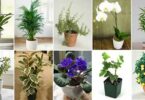 Voici 11 plantes qui attirent le bonheur l’énergie positive et la prospérité dans votre maison