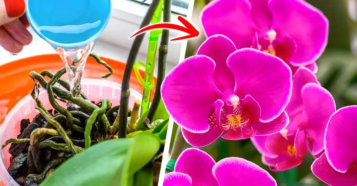 Les orchidées seront fleuries toute l'année si vous les arrosez avec ce  produit naturel - Cuisine Momix