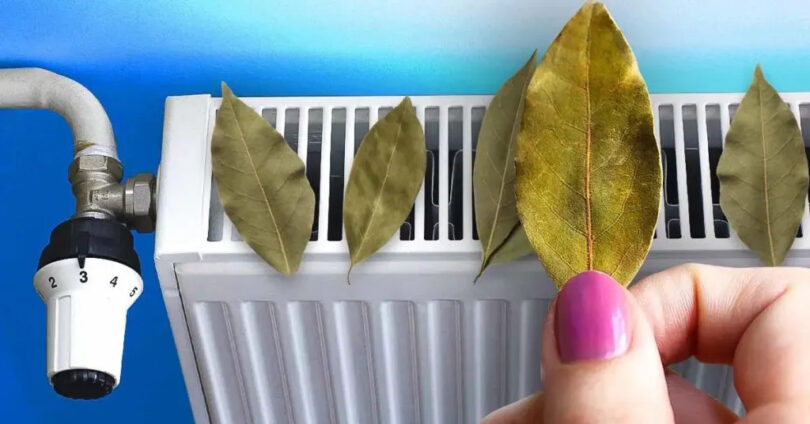 Comment les feuilles de laurier sur votre radiateur peuvent vous aider à économiser de l’argent cet hiver ?