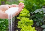 Pour avoir une récolte abondante, un ami jardinier m’a donné cette astuce à appliquer début Mars