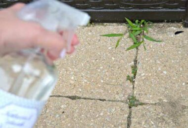 Le Désherbant Maison Prêt en 2 Min Que les Mauvaises Herbes DÉTESTENT !