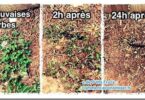 5 Désherbants Faits Maison Que Toutes les Mauvaises Herbes DÉTESTENT.